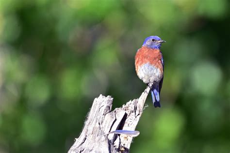 lv bluebird|western bluebirds for sale.